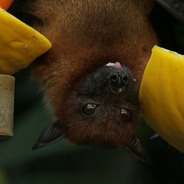 Como Eliminar Morcegos no Rio Grande do Sul e as Doenças que Eles Transmitem