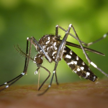 Como saber se o mosquito é da dengue em Porto Alegre e Canoas.